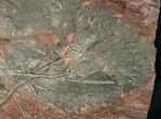 Huge x Scyphocrinites Crinoid Plate - Morocco #10467-7
